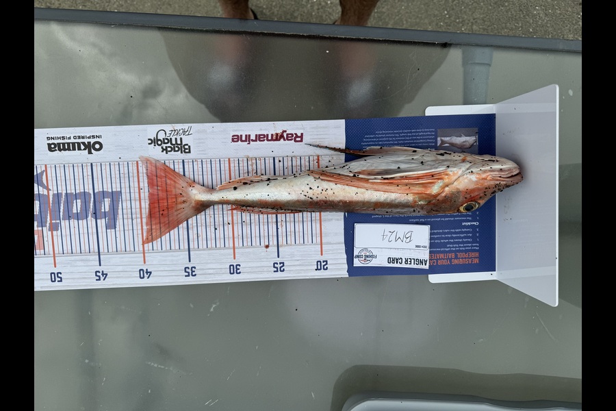 Anthony Hodgson caught this 39cm Gurnard at Hawkes Bay during The Hirepool Baitmates Fishing Comp