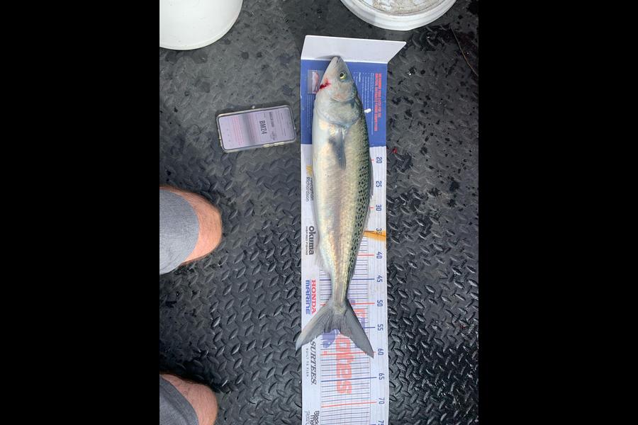 Dylan Harding caught this 54.5cm Kahawai at Wellington during The Hirepool Baitmates Fishing Comp