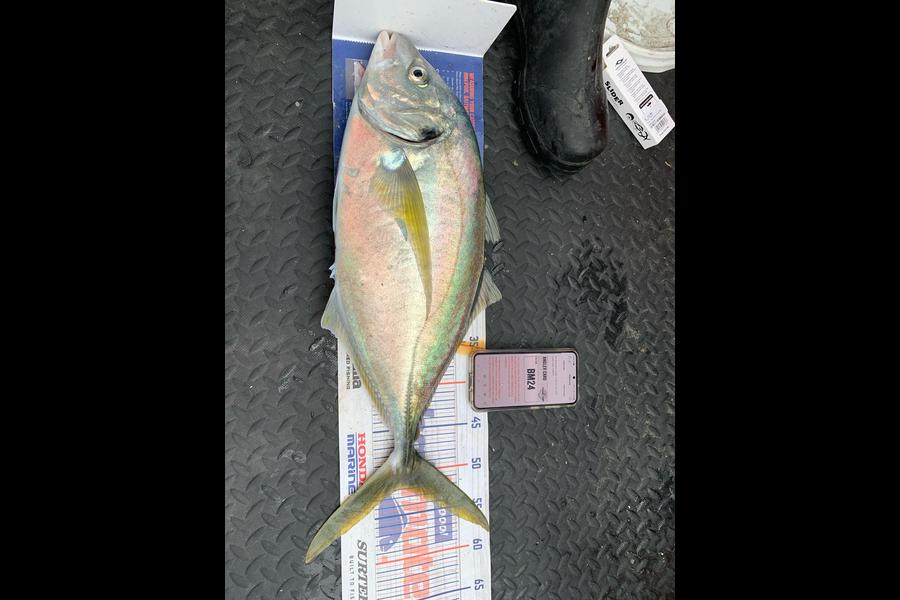 Dylan Harding caught this 52.0cm Trevally at Wellington during The Hirepool Baitmates Fishing Comp