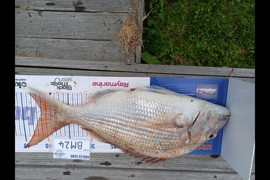 Stephen Anderson caught this 41.0cm Snapper at Nelson/Marlborough during The Hirepool Baitmates Fishing Comp