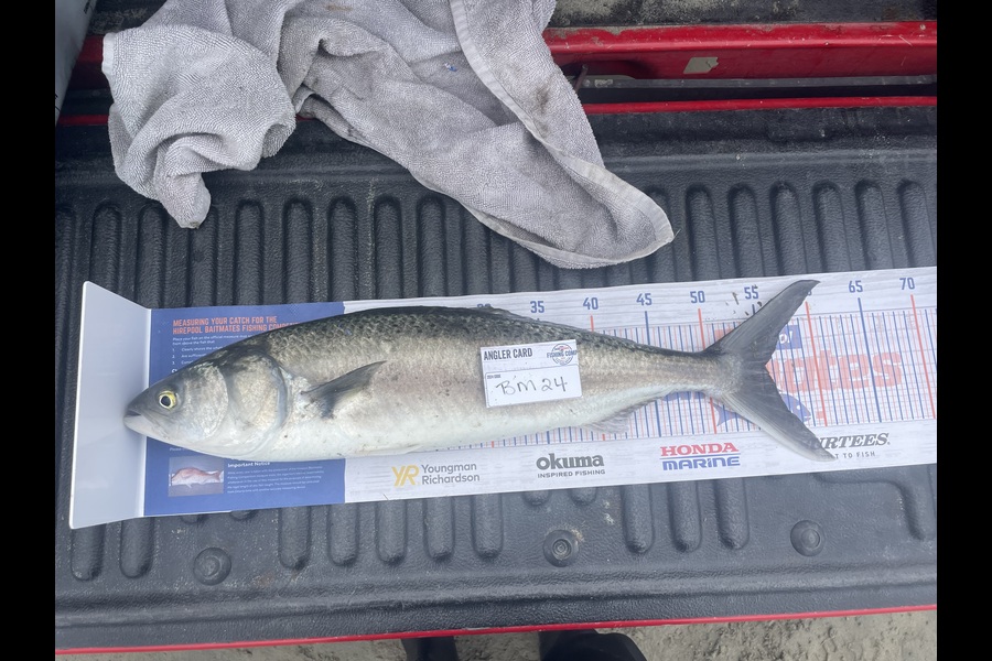 Neville Cane caught this 55cm Kahawai at Canterbury during The Hirepool Baitmates Fishing Comp