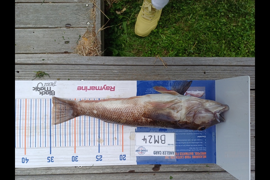 Stephen Anderson caught this 34.5cm Blue Cod at Nelson/Marlborough during The Hirepool Baitmates Fishing Comp