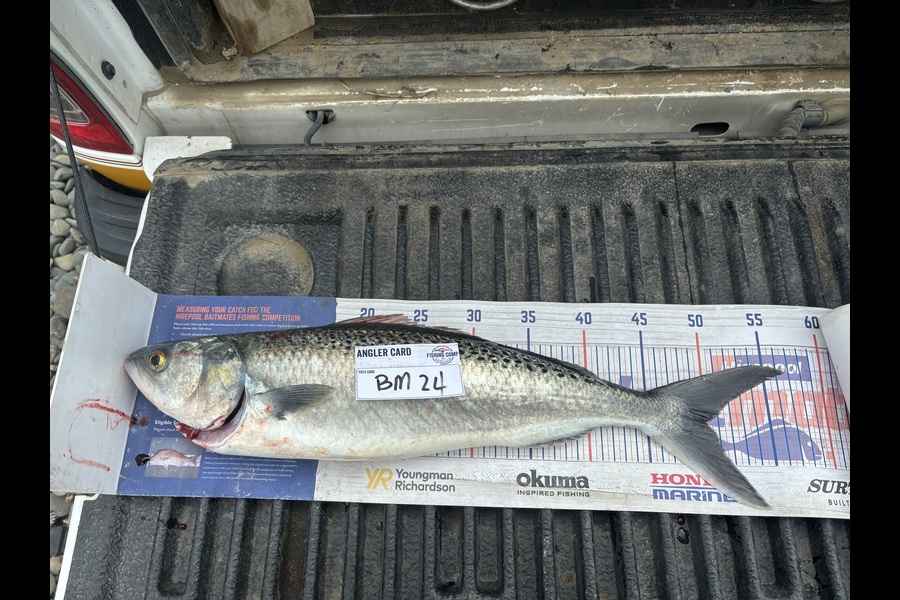 Dion Edmonds caught this 49cm Kahawai at Hawkes Bay during The Hirepool Baitmates Fishing Comp