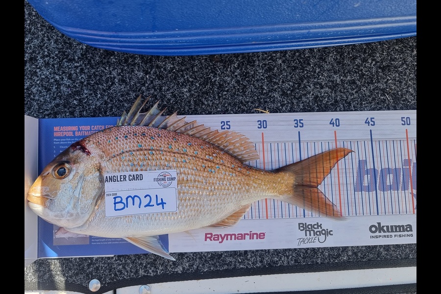 Dean Chadwick caught this 37.0cm Snapper at Bay of Plenty during The Hirepool Baitmates Fishing Comp