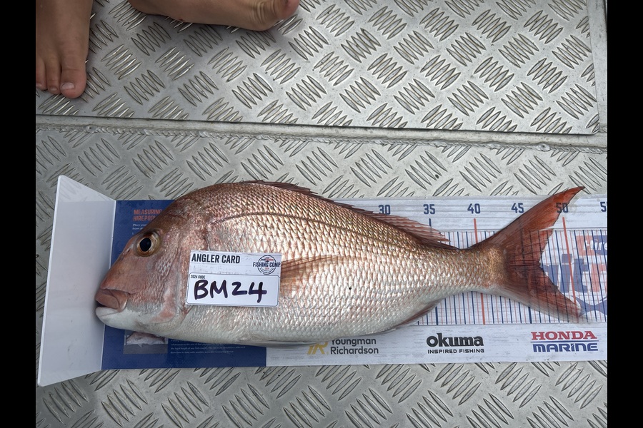 Lincoln Runciman caught this 46.5cm Snapper at Northland during The Hirepool Baitmates Fishing Comp