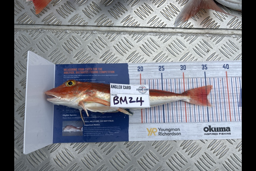Lincoln Runciman caught this 35.0cm Gurnard at Northland during The Hirepool Baitmates Fishing Comp