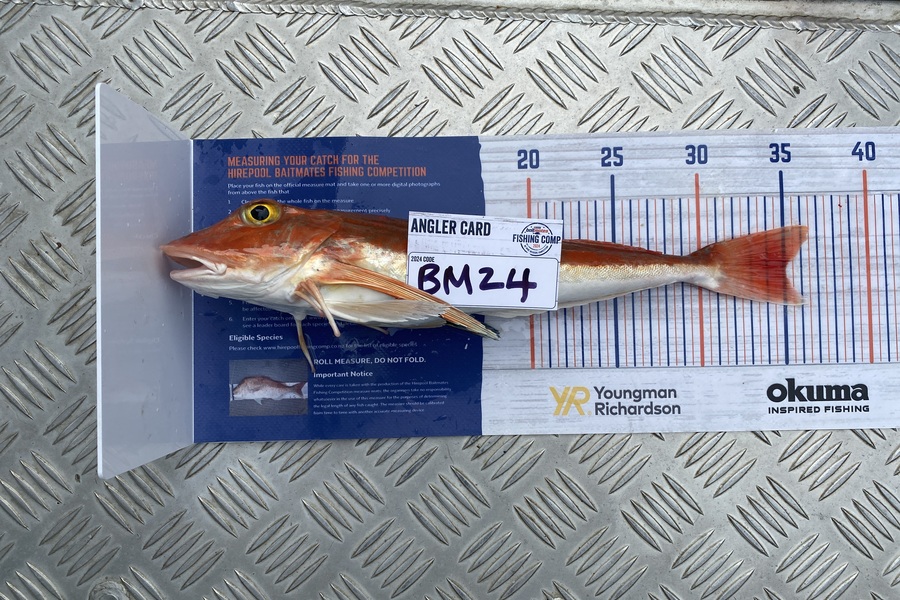 Jack  Runciman  caught this 35.0cm Gurnard at Northland during The Hirepool Baitmates Fishing Comp