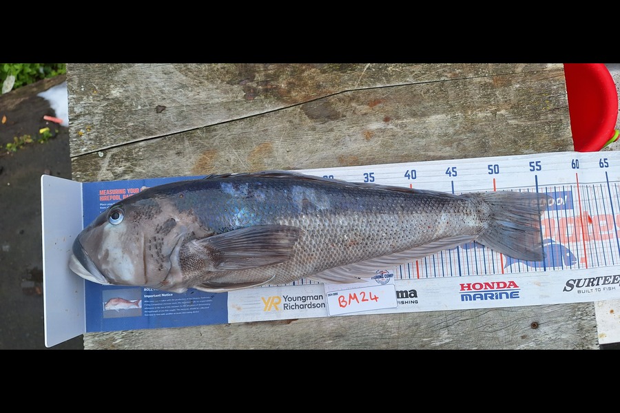 Sam Connor caught this 55.0cm Blue Cod at Otago during The Hirepool Baitmates Fishing Comp