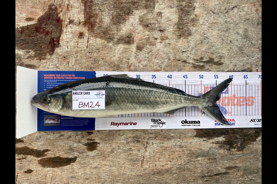 Jimmy Wong caught this 54.5cm Kahawai at Auckland during The Hirepool Baitmates Fishing Comp