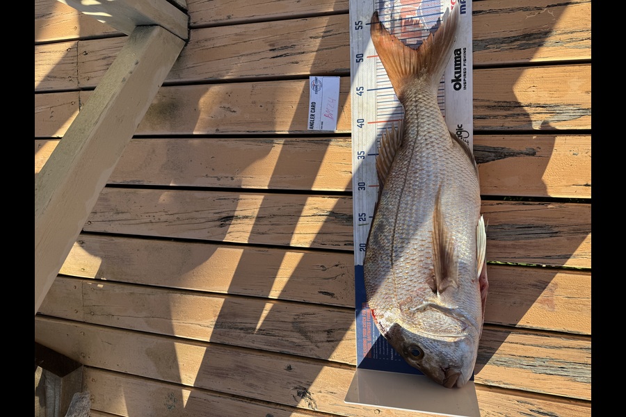 Matthew Schoonderwoerd caught this 50cm Snapper at Coromandel during The Hirepool Baitmates Fishing Comp