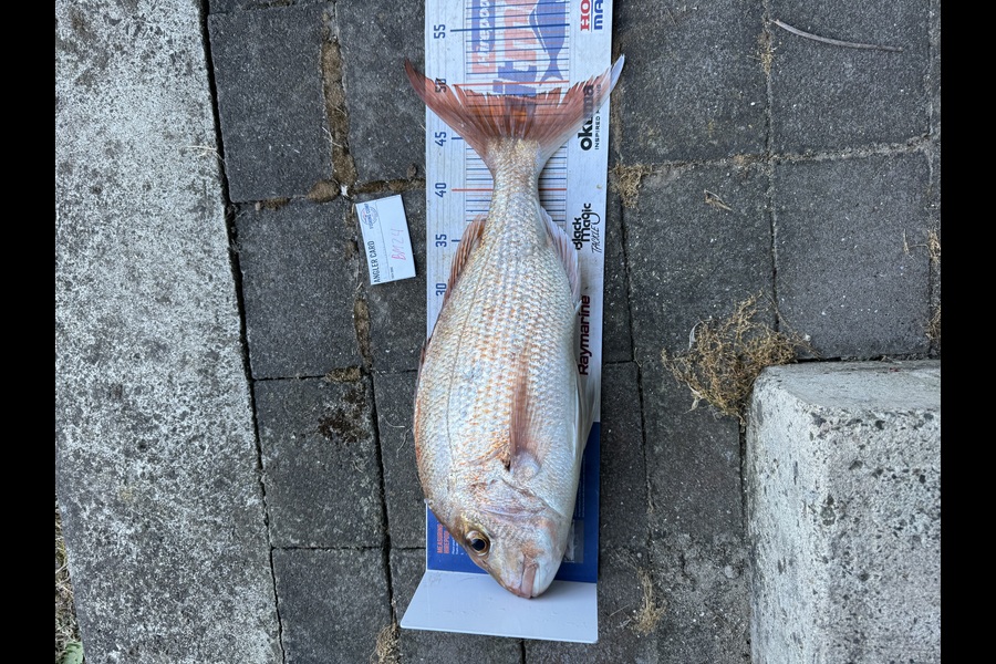 Matthew Schoonderwoerd caught this 49.0cm Snapper at Coromandel during The Hirepool Baitmates Fishing Comp