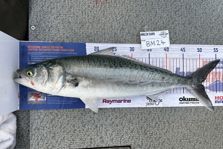 Nikolai Longstaff caught this 50.5cm Kahawai at Auckland during The Hirepool Baitmates Fishing Comp
