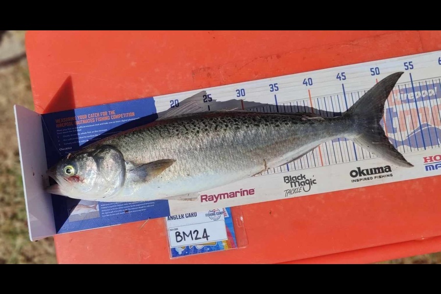 Zayn Haretuku caught this 49.0cm Kahawai at Northland during The Hirepool Baitmates Fishing Comp