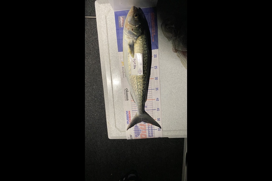 Nicholas Mowlem caught this 50.5cm Kahawai at Bay of Plenty during The Hirepool Baitmates Fishing Comp