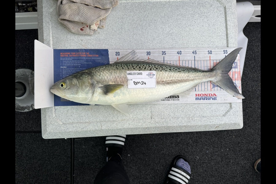 Melanie Bethell caught this 55.5cm Kahawai at Bay of Plenty during The Hirepool Baitmates Fishing Comp