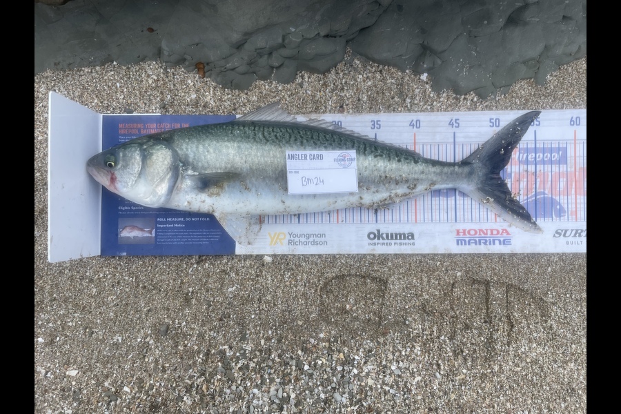 Niamh McGuane caught this 50.5cm Kahawai at Hawkes Bay during The Hirepool Baitmates Fishing Comp