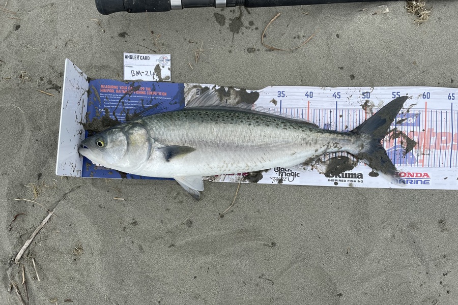 Toby Greer caught this 52.5cm Kahawai at Canterbury during The Hirepool Baitmates Fishing Comp