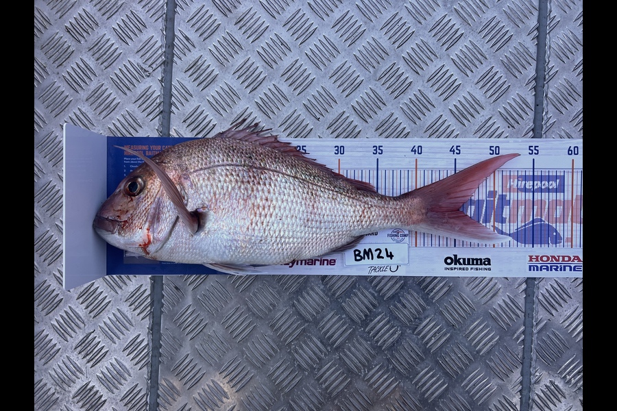 Isaac Dudson caught this 45.0cm Snapper at Bay of Plenty during The Hirepool Baitmates Fishing Comp