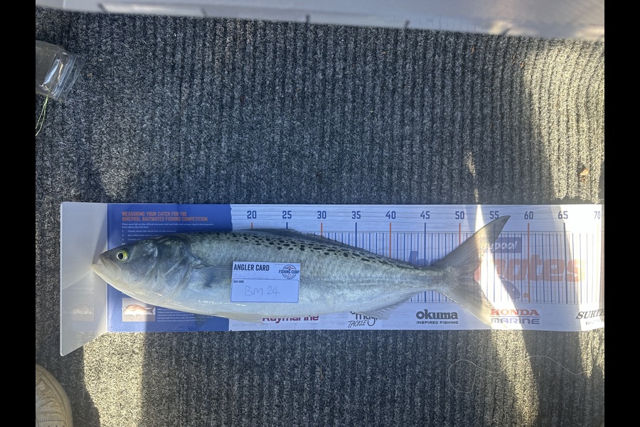 George Campbell caught this 52.0cm Kahawai at Coromandel during The Hirepool Baitmates Fishing Comp