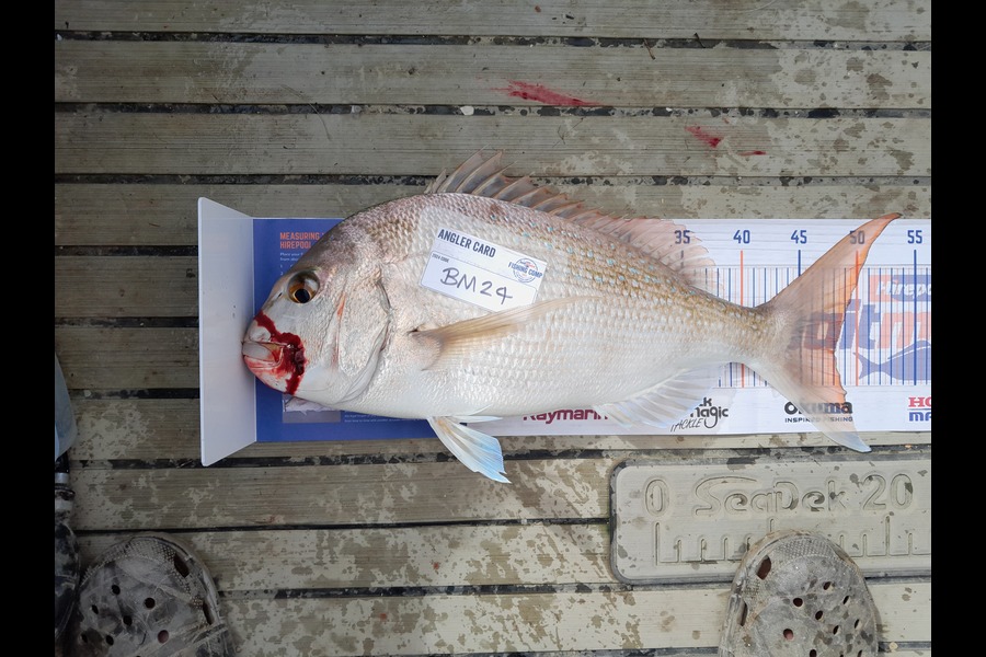 Cory Bellamy caught this 48.0cm Snapper at Northland during The Hirepool Baitmates Fishing Comp