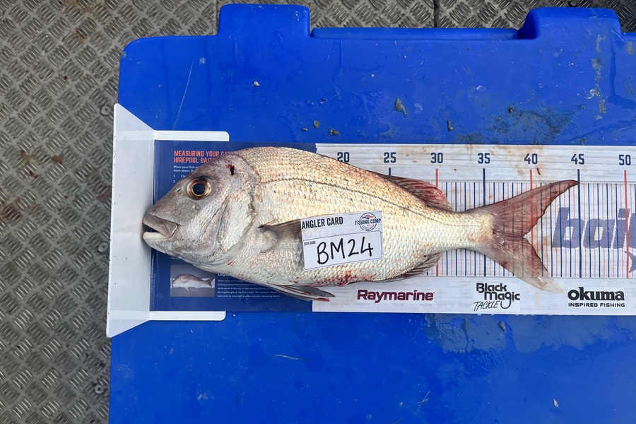 Dillon Ratima caught this 39.0cm Snapper at Auckland during The Hirepool Baitmates Fishing Comp