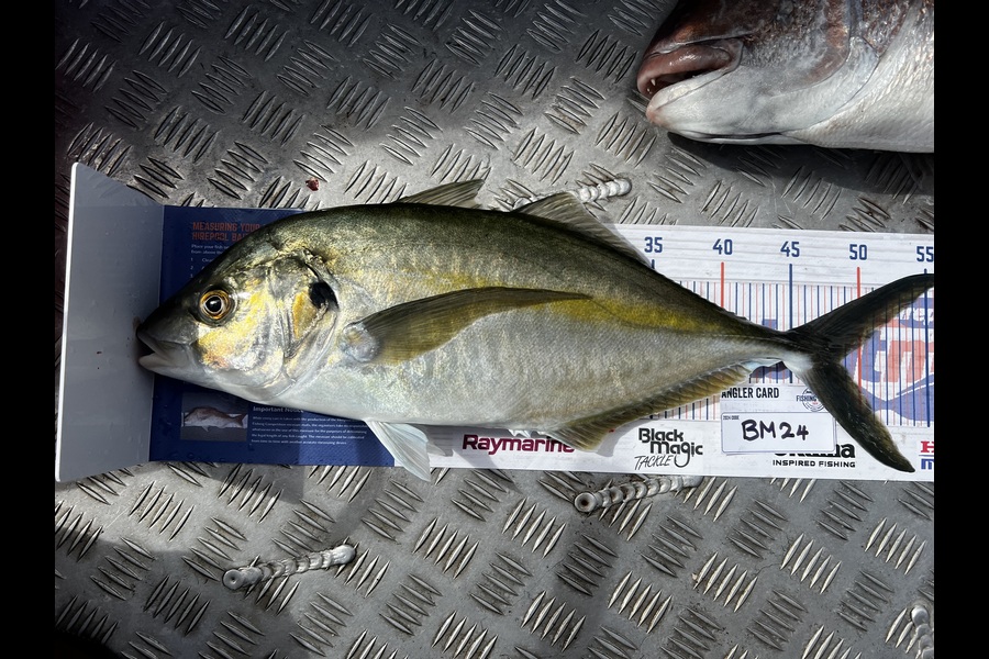 Teghan Errington caught this 48.5cm Trevally at Northland during The Hirepool Baitmates Fishing Comp
