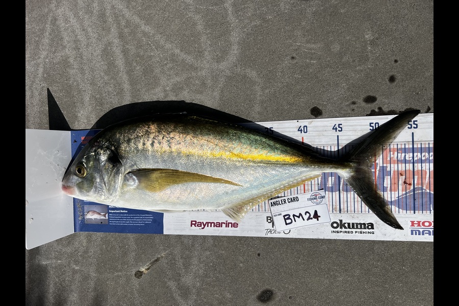 Teghan Errington caught this 49.5cm Trevally at Northland during The Hirepool Baitmates Fishing Comp