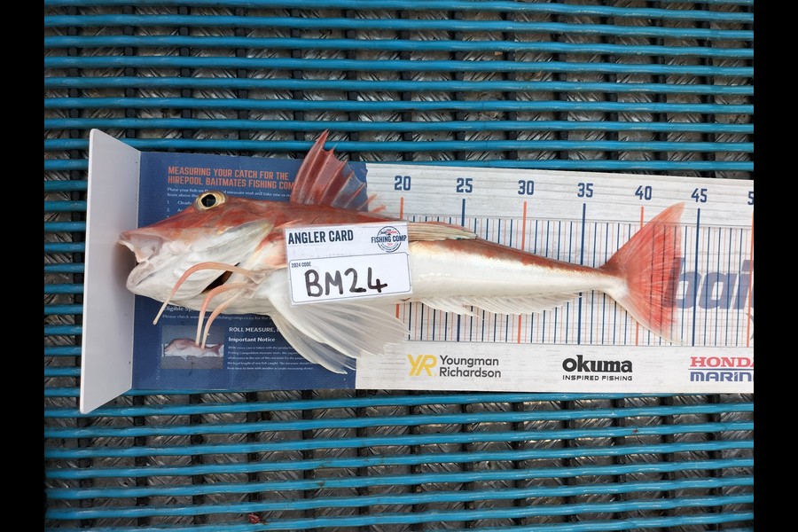 Levi kendall caught this 43.5cm Gurnard at Taranaki during The Hirepool Baitmates Fishing Comp