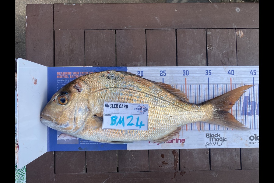 Daniel Gallaghan caught this 39.0cm Snapper at Bay of Plenty during The Hirepool Baitmates Fishing Comp