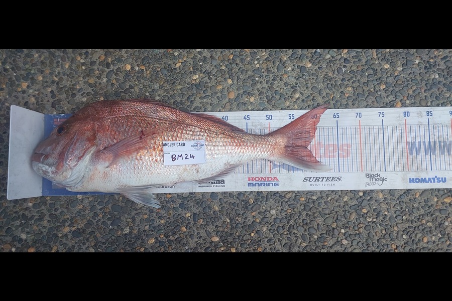 Shane Harris caught this 58cm Snapper at Auckland during The Hirepool Baitmates Fishing Comp