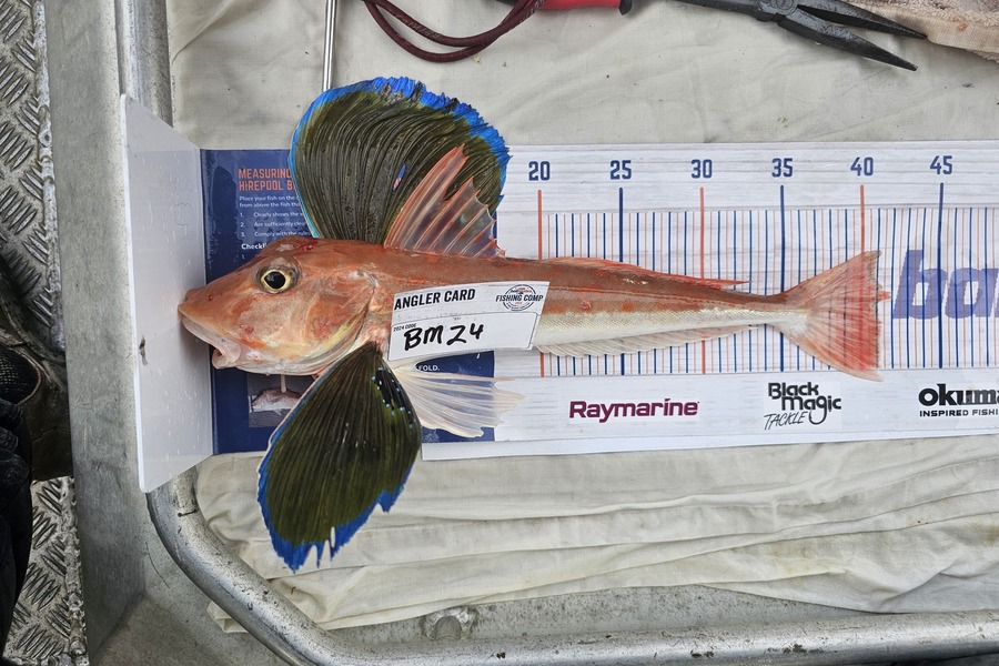 Phillip Rose caught this 41.0cm Gurnard at Nelson/Marlborough during The Hirepool Baitmates Fishing Comp