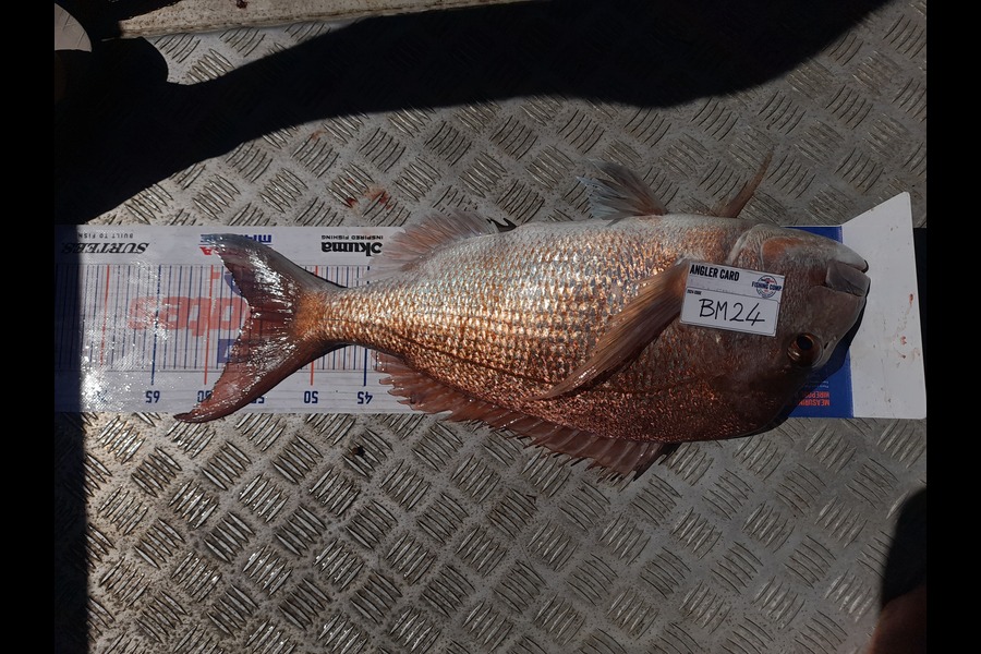 Andrew Stanford caught this 56.5cm Snapper at Northland during The Hirepool Baitmates Fishing Comp