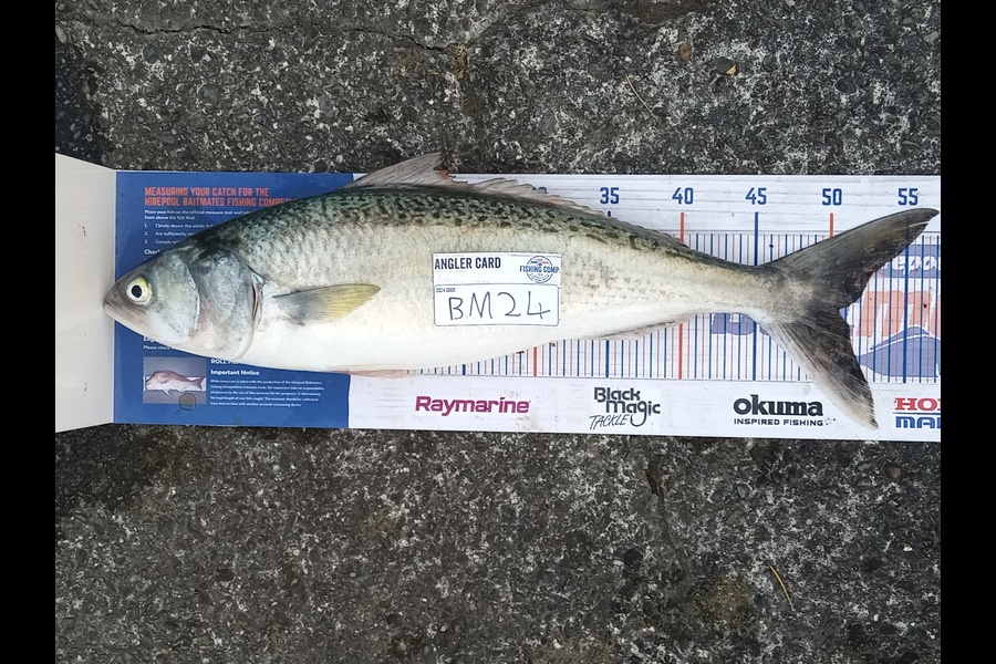 Cooper Rosson caught this 50.5cm Kahawai at Wellington during The Hirepool Baitmates Fishing Comp