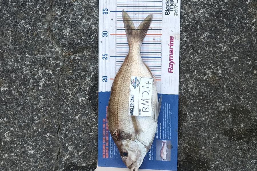 Cooper Rosson caught this 31.0cm Tarakihi at Wellington during The Hirepool Baitmates Fishing Comp