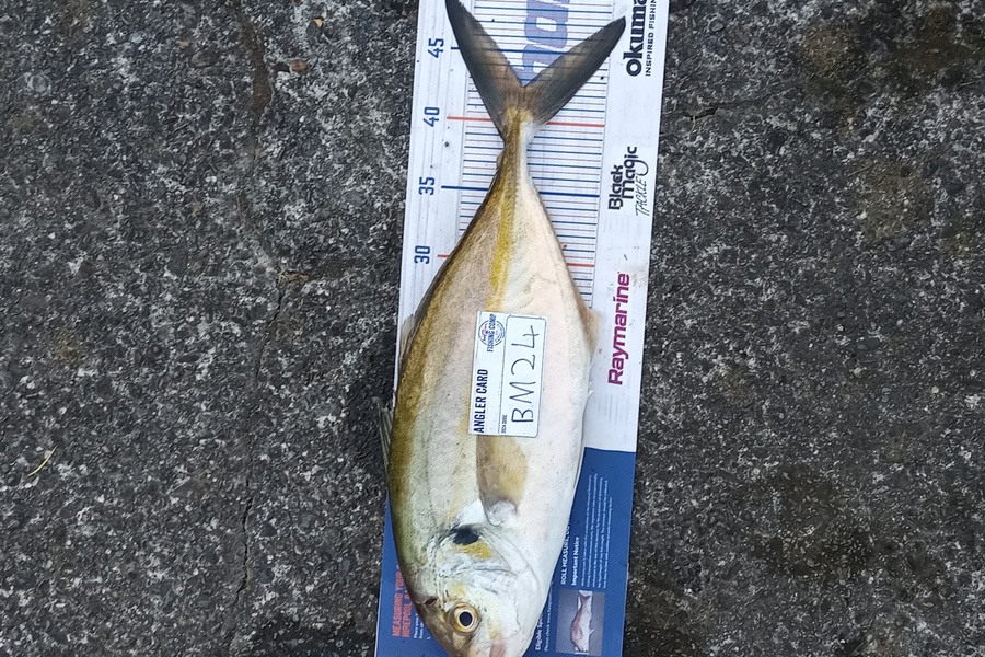 Cooper Rosson caught this 42.5cm Trevally at Wellington during The Hirepool Baitmates Fishing Comp
