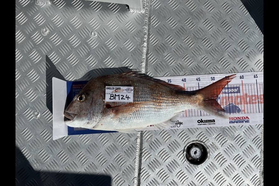 Paul Olson caught this 50.5cm Snapper at Wellington during The Hirepool Baitmates Fishing Comp
