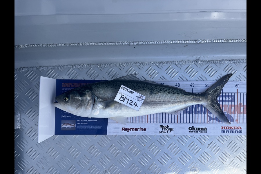 Paul Olson caught this 53.0cm Kahawai at Wellington during The Hirepool Baitmates Fishing Comp