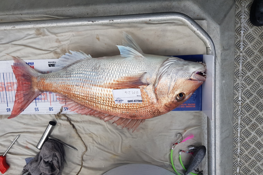 Carolyn Rose caught this 60.5cm Snapper at Nelson/Marlborough during The Hirepool Baitmates Fishing Comp