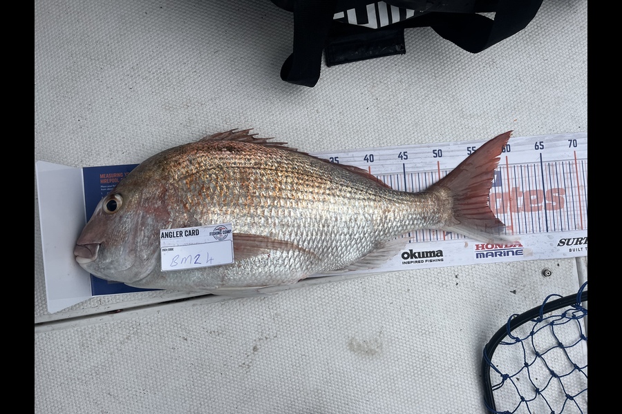 Sam Neal caught this 56.5cm Snapper at Nelson/Marlborough during The Hirepool Baitmates Fishing Comp