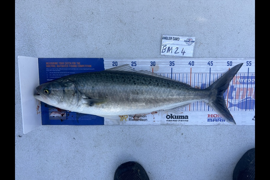 Erin Mcloughlin caught this 48.5cm Kahawai at Auckland during The Hirepool Baitmates Fishing Comp