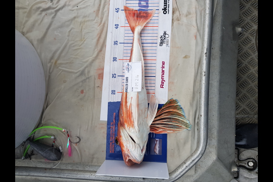 Carolyn Rose caught this 45.0cm Gurnard at Nelson/Marlborough during The Hirepool Baitmates Fishing Comp