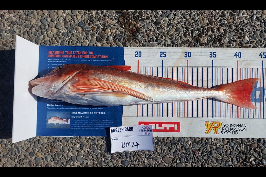 Jason Gray caught this 42.5cm Gurnard at Manawatu during The Hirepool Baitmates Fishing Comp