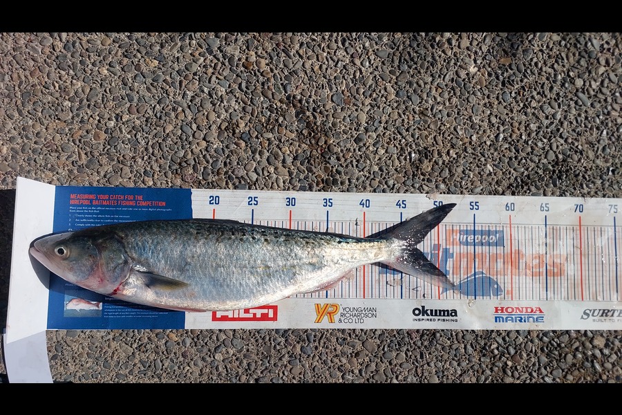 Jason Gray caught this 46.5cm Kahawai at Manawatu during The Hirepool Baitmates Fishing Comp