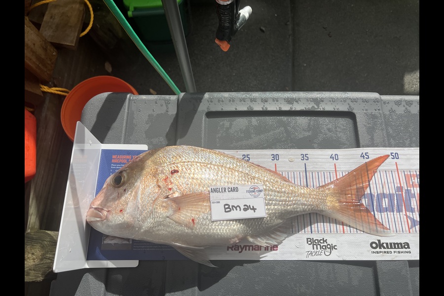 Maria Money caught this 43.0cm Snapper at Auckland during The Hirepool Baitmates Fishing Comp