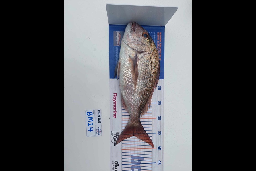 Blake de Vries caught this 35.5cm Snapper at Northland during The Hirepool Baitmates Fishing Comp