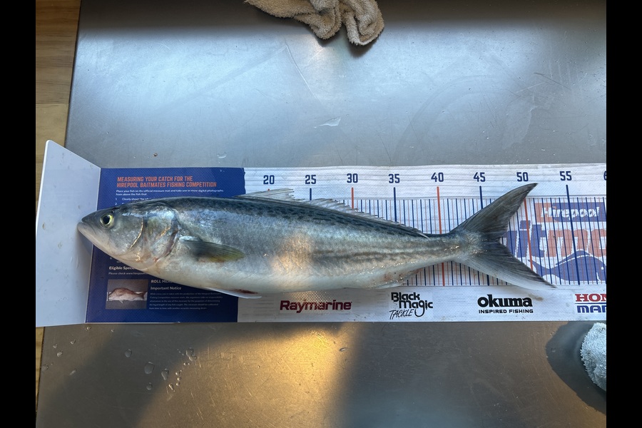 Jared Wilson caught this 46.0cm Kahawai at Wellington during The Hirepool Baitmates Fishing Comp