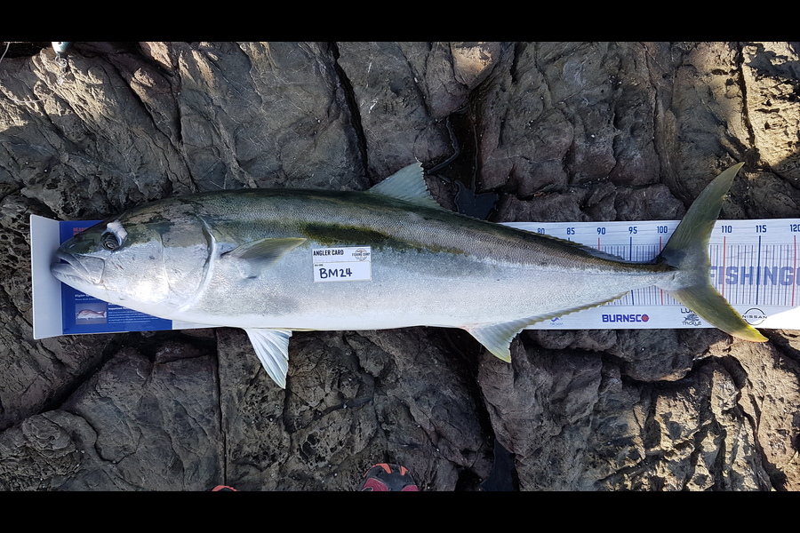 Paul White caught this 107.5cm Kingfish at East Cape during The Hirepool Baitmates Fishing Comp