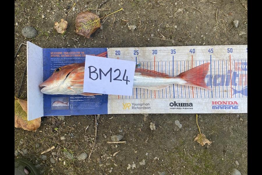 Kyle Hunt caught this 43.0cm Gurnard at Manawatu during The Hirepool Baitmates Fishing Comp