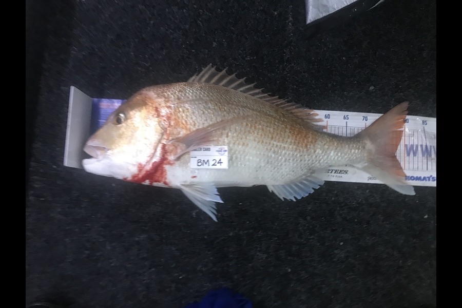 Alan Rose caught this 78.0cm Snapper at Nelson/Marlborough during The Hirepool Baitmates Fishing Comp