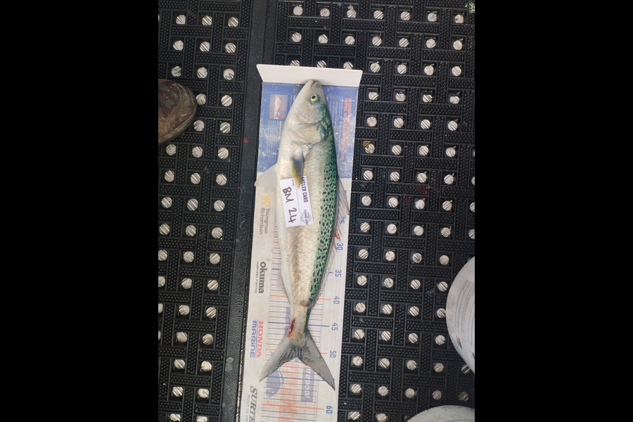 Duncan Pringle caught this 51.0cm Kahawai at Wellington during The Hirepool Baitmates Fishing Comp